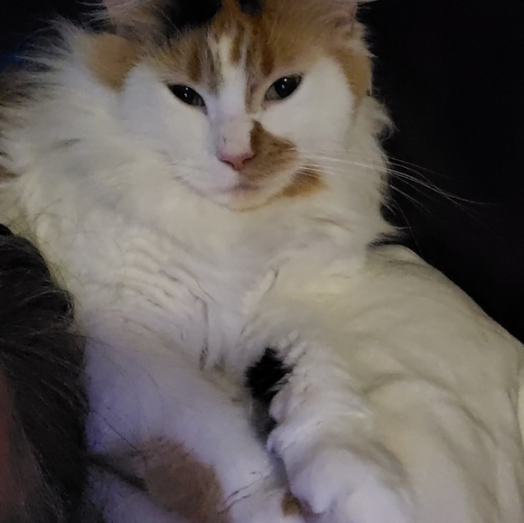 Meet your Posher, Angel - Picture 5 of 11